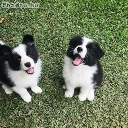 Törzskönyvezett border collie kölykök