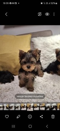 Yorkshire terrier