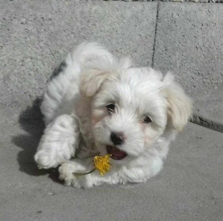 Bichon Havanese