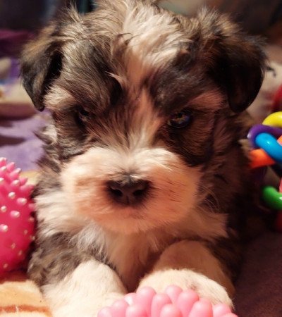 Bichon havanese