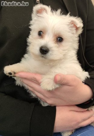 west highland white terrier westie