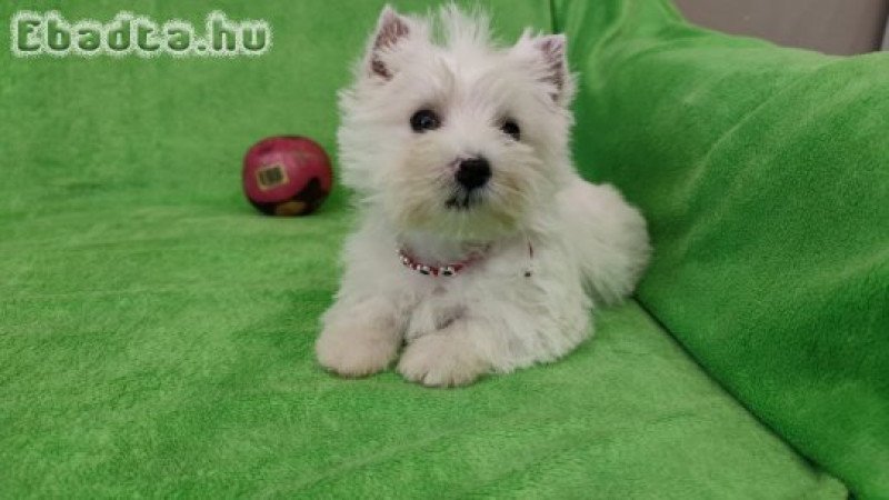 west highland white terrier westie