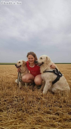 Foglalható Golden Retriever kiskutyák