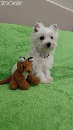 west highland white terrier westie