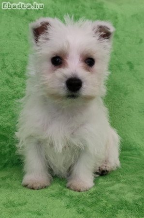 west highland white terrier westie