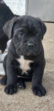 Cane corso kiskutyák