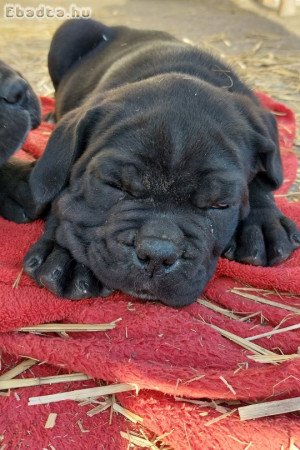 Cane corso kiskutyák