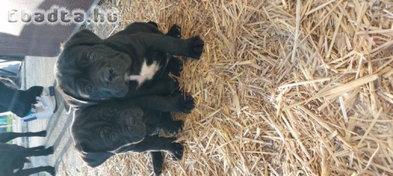 Cane corso kiskutyák