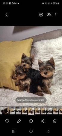 Yorkshire terrier