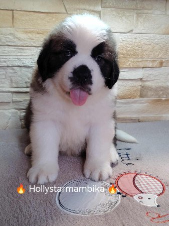 Eladó Bernáthegyi Minőségi Kiskutyák!