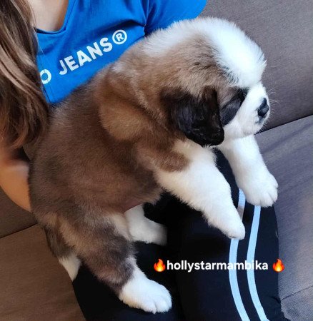 Eladó Bernáthegyi Minőségi Kiskutyák!