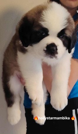 Eladó Bernáthegyi Minőségi Kiskutyák!