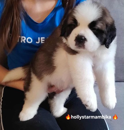 Eladó Bernáthegyi Minőségi Kiskutyák!