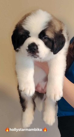 Eladó Bernáthegyi Minőségi Kiskutyák!