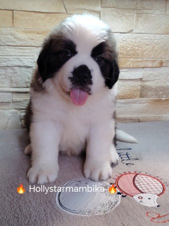 Eladó Bernáthegyi Minőségi Kiskutyák!