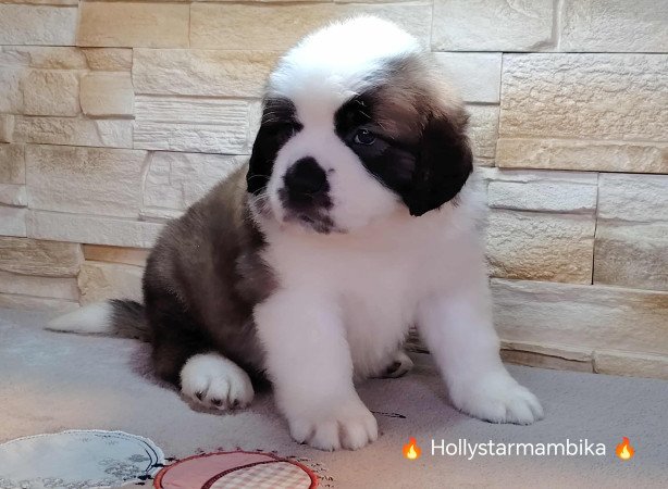 Eladó Bernáthegyi Minőségi Kiskutyák!