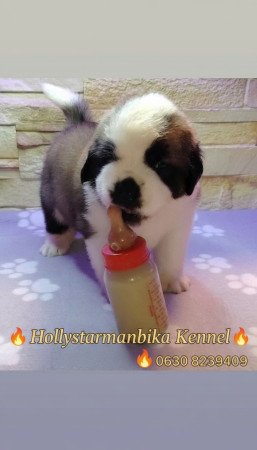 Bernáthegyi kiskutyák Minőségi Tenyészetből!