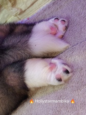 Bernáthegyi kiskutyák Minőségi Tenyészetből!