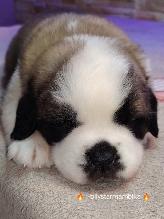 Bernáthegyi kiskutyák Minőségi Tenyészetből!