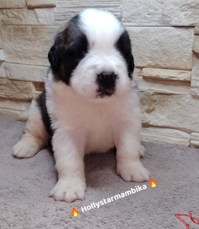 Bernáthegyi kiskutyák Minőségi Tenyészetből!