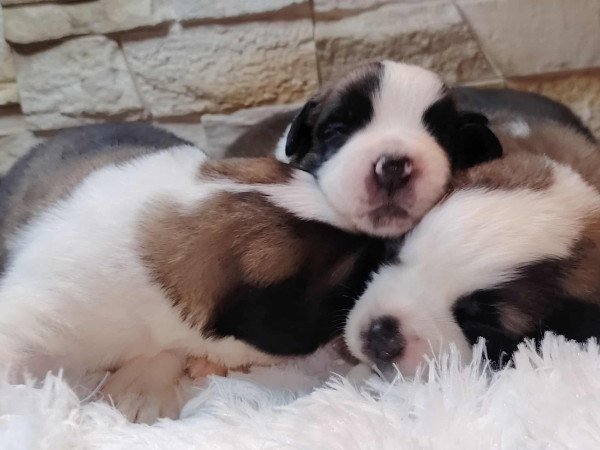 Bernáthegyi kiskutyák Minőségi Tenyészetből!