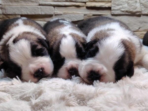 Bernáthegyi kiskutyák Minőségi Tenyészetből!