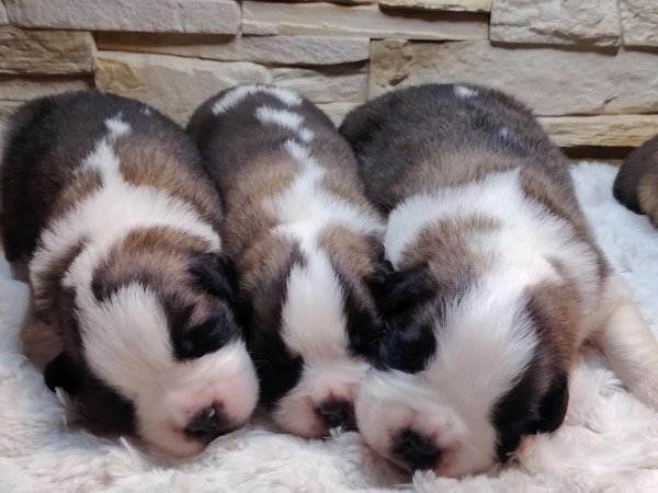 Bernáthegyi kiskutyák Minőségi Tenyészetből!