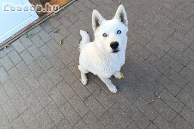Husky kölyök