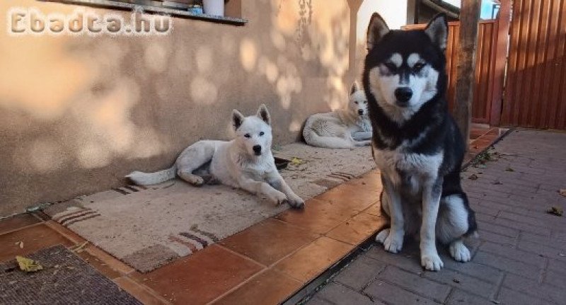 Husky kölyök