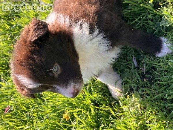 Gyönyörű édes Border Collie 06701651550