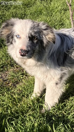 Különleges Border Collie 06701651550