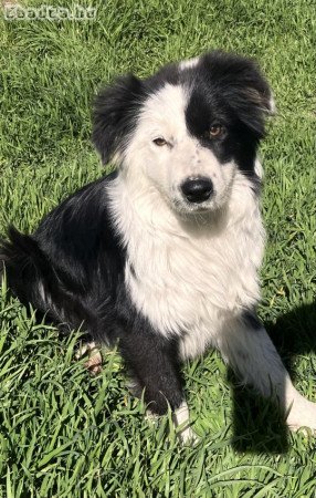 Különleges Border Collie 06701651550