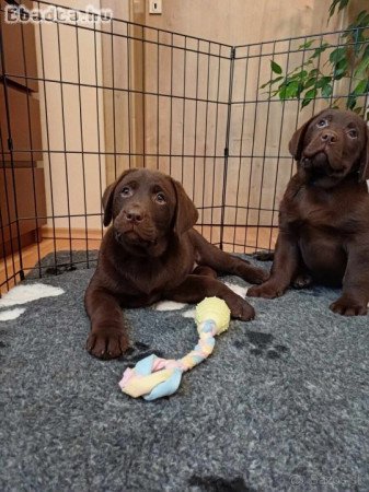 Törzskönyvezett labrador kiskutyák