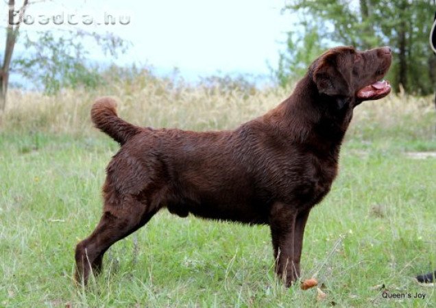 Törzskönyvezett labrador kiskutyák