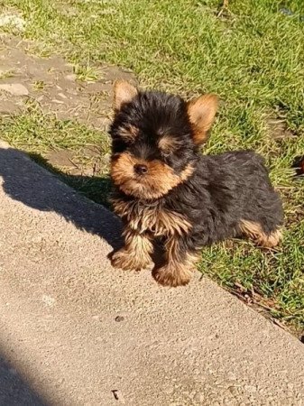 Yorkshire terrier