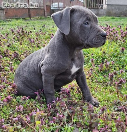 Kék Amerikai Staffordshire Terrier kislányok