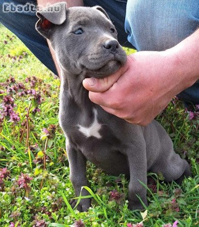 Kék Amerikai Staffordshire Terrier kislányok