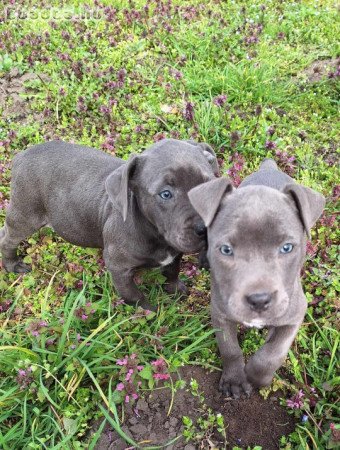 Kék Amerikai Staffordshire Terrier kislányok