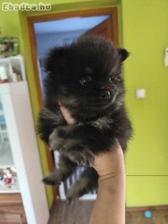 FCI törzskönyvvel kisspitz kislányok