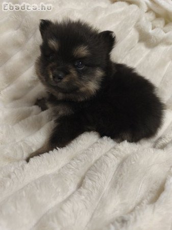 FCI törzskönyvvel kisspitz kislányok