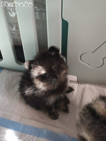 FCI törzskönyvvel kisspitz kislányok