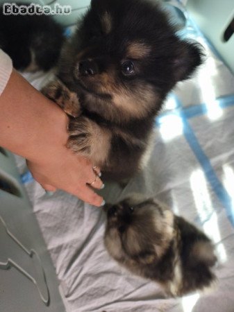 FCI törzskönyvvel kisspitz kislányok