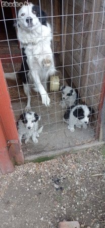 Eladó border collie!!