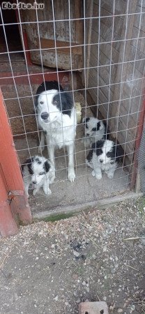 Eladó border collie!!