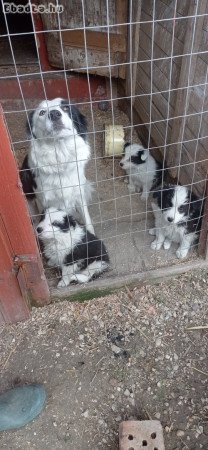 Eladó border collie!!