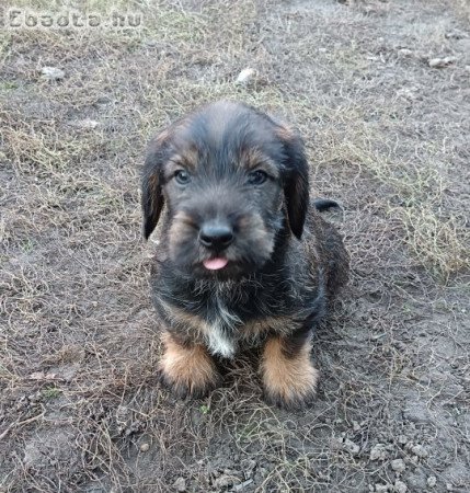 Szálkásszőrű tacskó