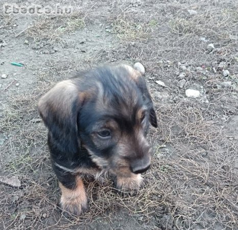 Szálkásszőrű tacskó