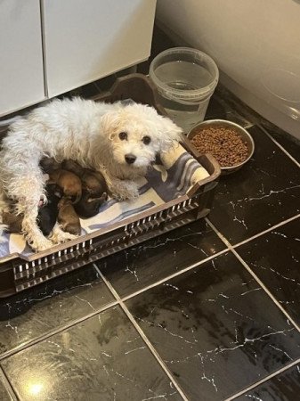 Yorki bichon