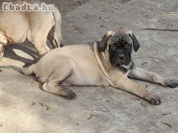 Törzskönyvezett Bullmasztiff kiskutyák elérhetők