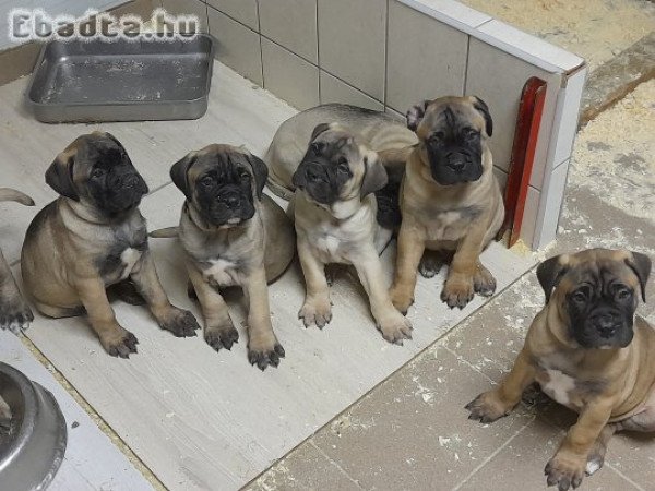 Törzskönyvezett Bullmasztiff kiskutyák elérhetők